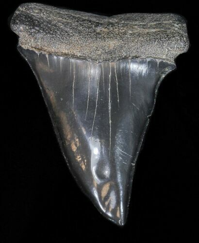 Large Fossil Mako Shark Tooth - Georgia #40653